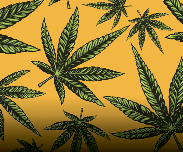 El Canabis (marihuana) – DrugFacts